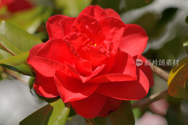 茶花/日本茶花